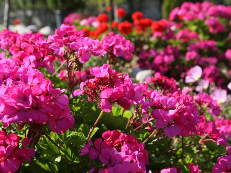 Villa-Maria-Apartment-Ground-Floor-23